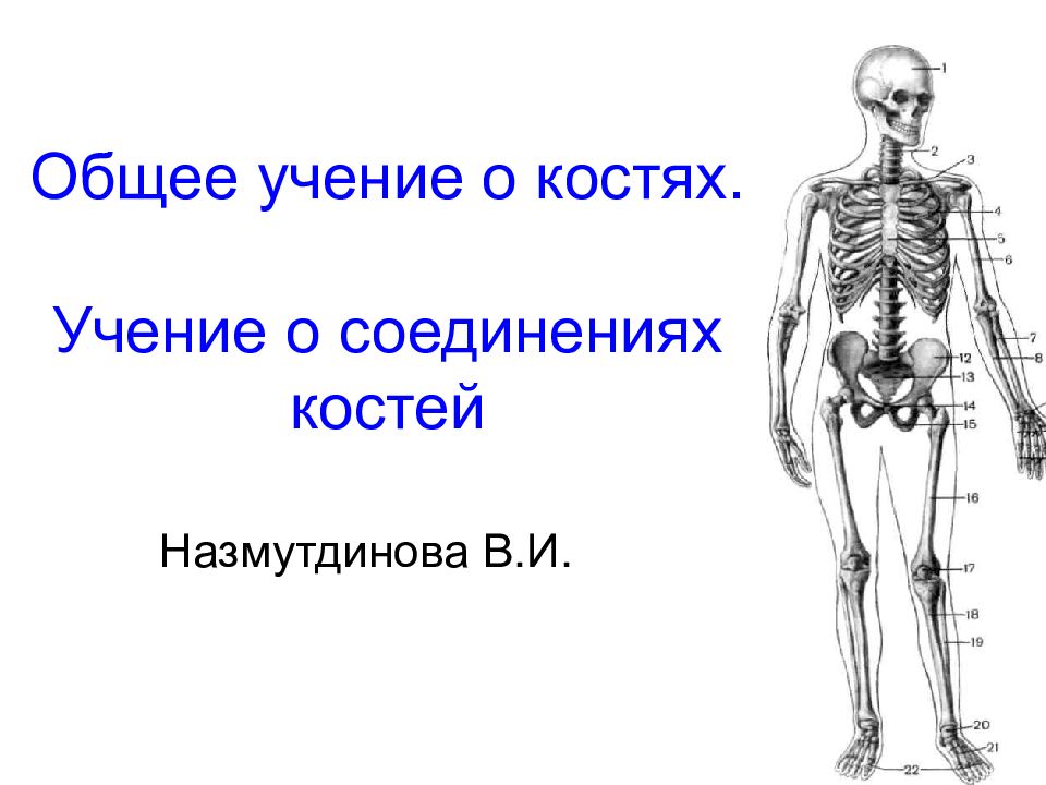 Текст про кости. Учение о соединениях костей. Кости для презентации. Основы учения о костях.