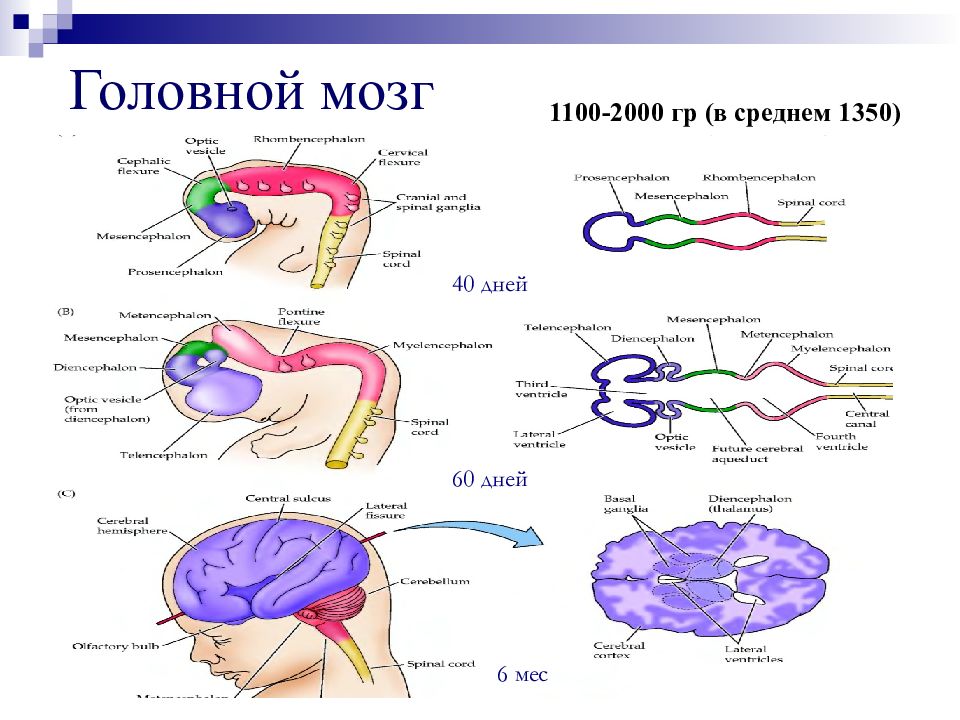 Тест по разделу нервная система. ППП ЦНС С рассеянной микросимптоматикой. Пл ЦНС.