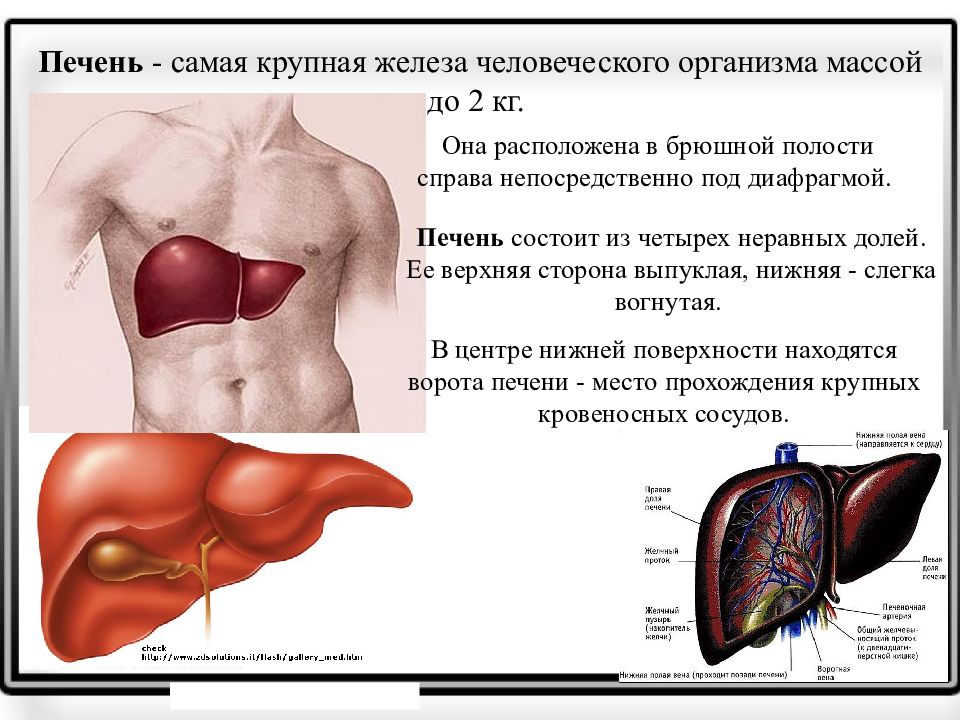 Печень на картинке у человека