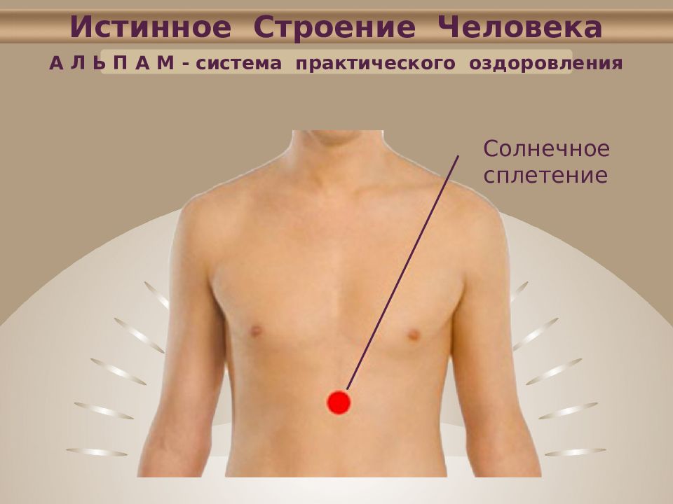 Солнечное сплетение анатомия картинки