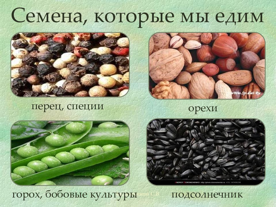 Семена овощных культур картинки