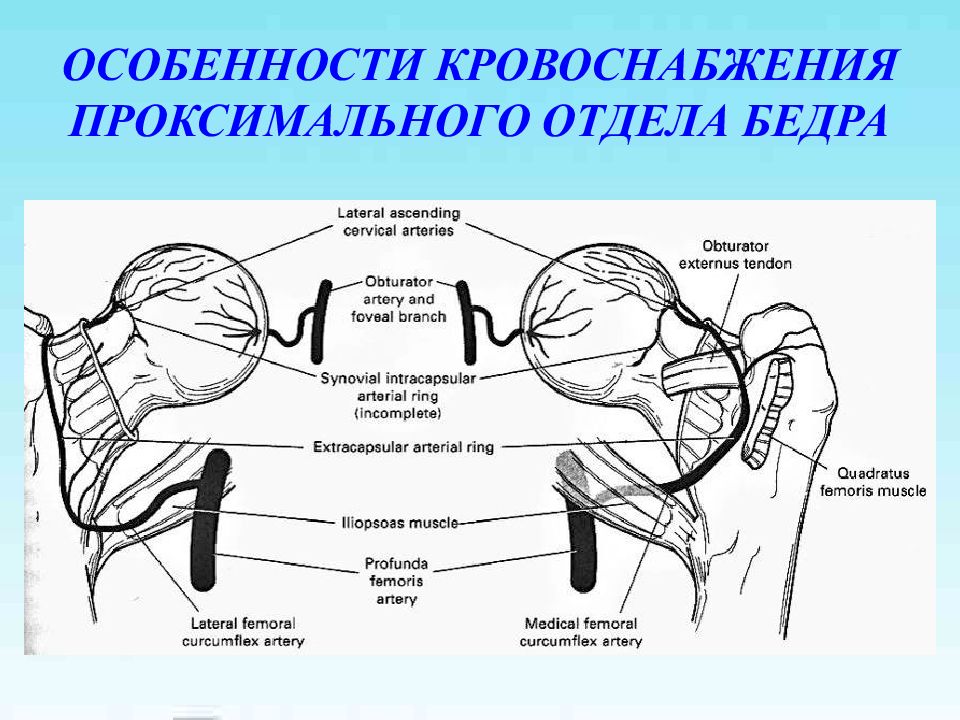 Проксимальный отдел бедренной кости