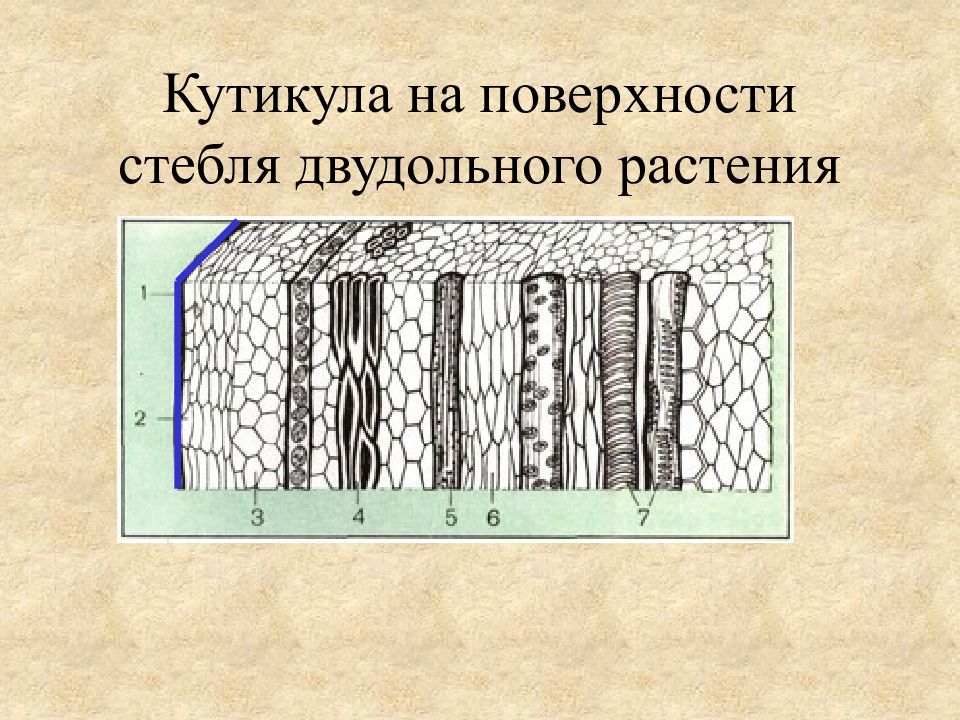 Поверхность стебля