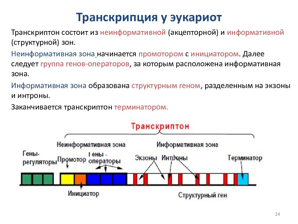 Регуляция транскрипции и трансляции в клетке и организме урок 10 класс презентация