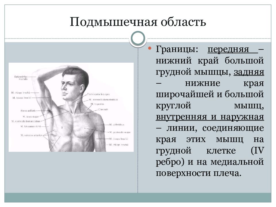 Топографическая анатомия верхней конечности презентация