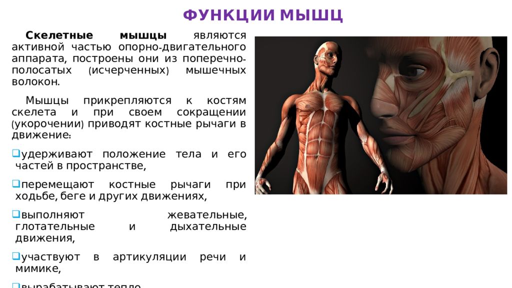 Работа и функции мышц. Общая анатомия мышц. Психологические функции мышц. Скелетные мышцы прикрепляются к костям с помощью. Функции мышечного аппарата.