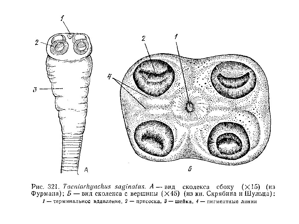 Сколекс бычьего цепней. Финна бычьего цепня сколекс. Taeniarhynchus saginatus строение. Финна (цистицерк) свиного цепня строение.