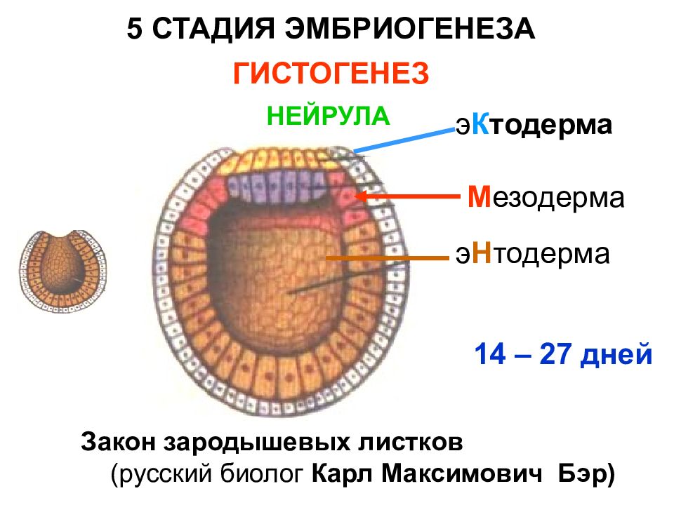 Рассмотрите рисунок и определите стадию эмбриогенеза ланцетника и зародышевый листок