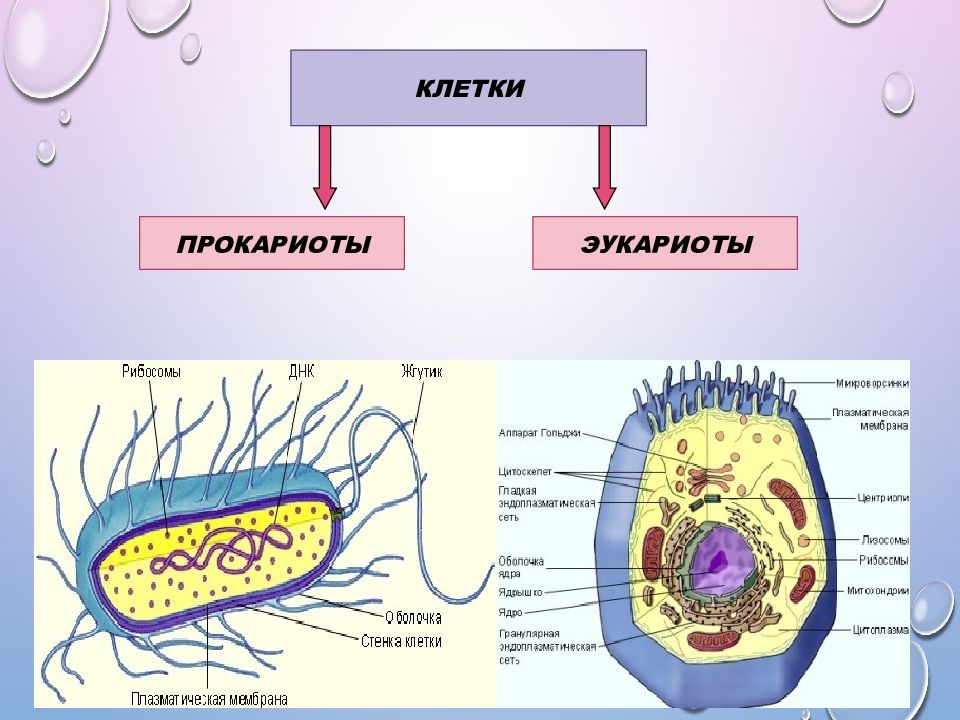 Презентация на тему ядро прокариоты и эукариоты 10 класс