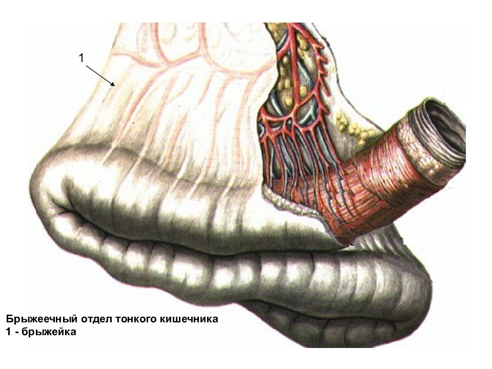 Что такое брыжейка кишечника у человека картинки