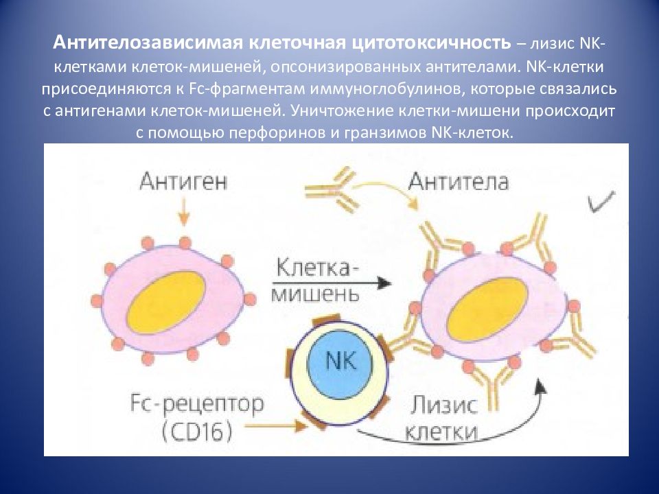 Реакция клеток. Антителозависимая клеточная цитотоксичность натуральных киллеров. Антител зависимая цитотоксичность. Схема АЗКЦ иммунология. Антителозависимая клеточку цитотоксичность.