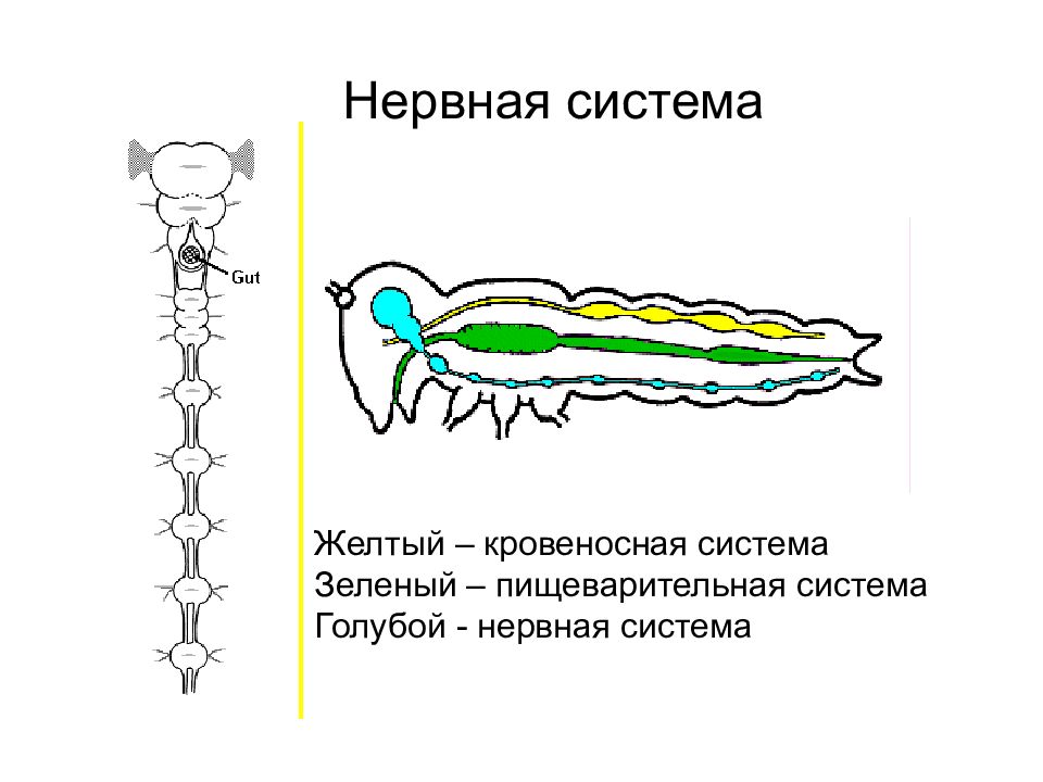 Нервная система членистоногих