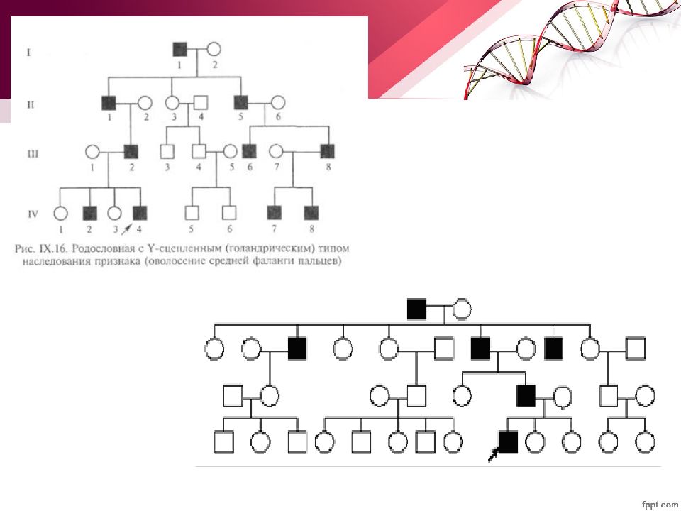 Типы наследования признаков генеалогический метод. Генеалогический метод. Генеалогический метод генетики. Генеалогический метод исследования генетики человека. Генеалогический метод картинки для презентации.