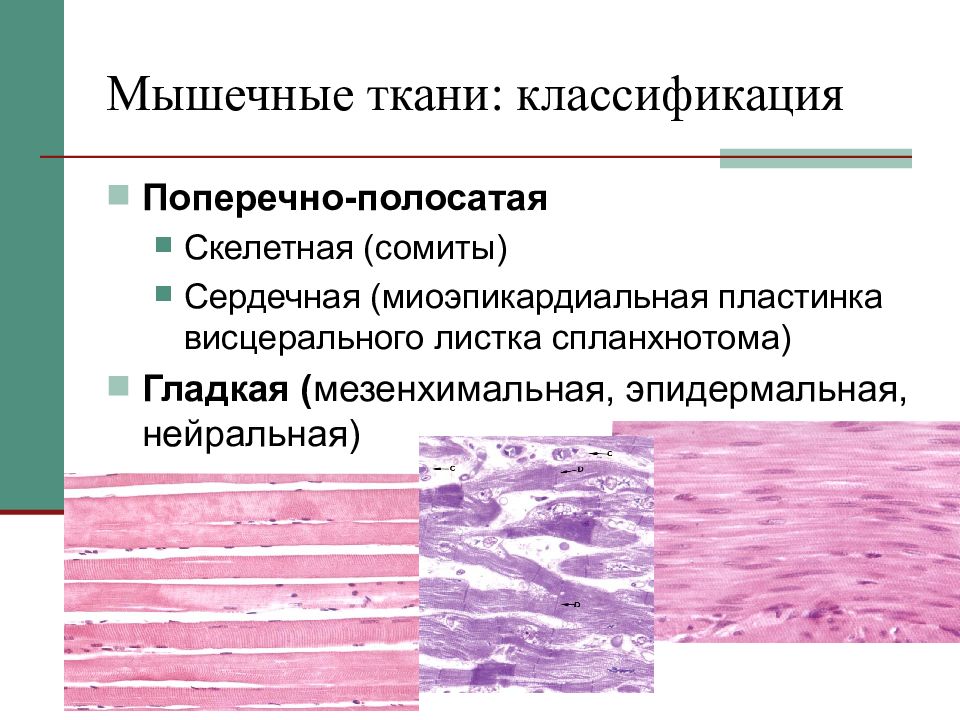 Какова особенность волокон поперечнополосатой мышечной ткани. Классификация мышечной ткани гистология. Классификация гладких мышечных тканей. Классификация мышечной ткани гистология таблица. Общая характеристика мышечной ткани гистология.