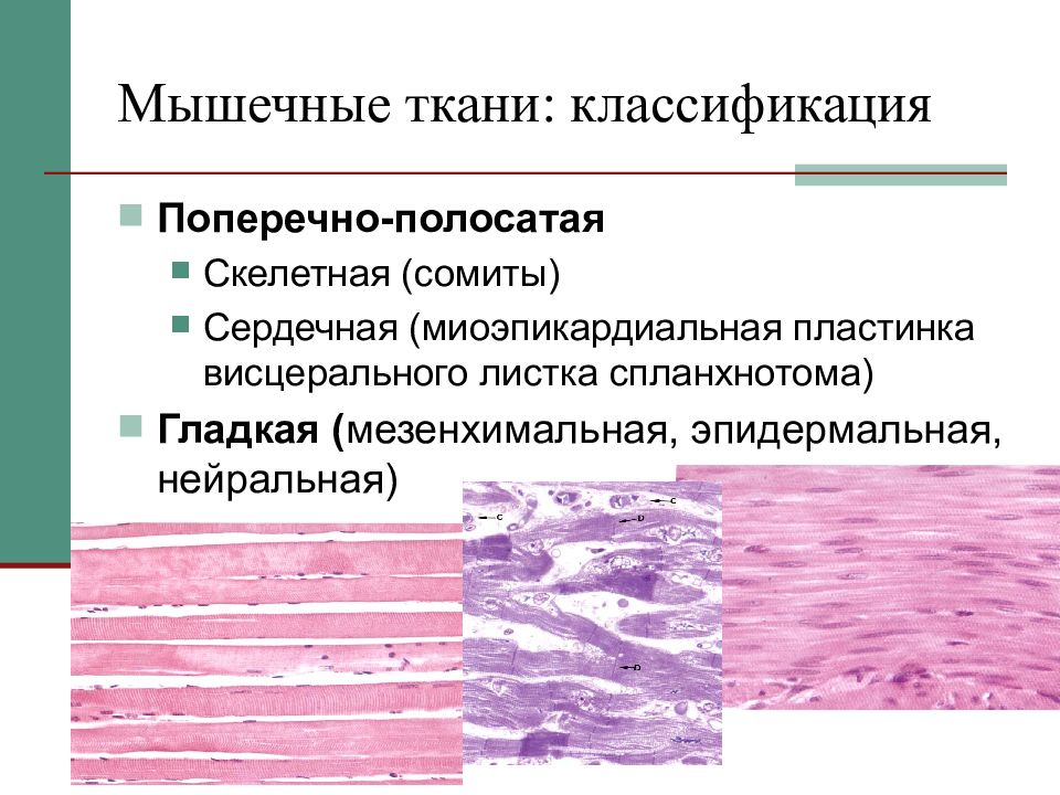 Гладкая мышечная ткань единица