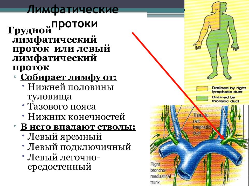 Схема грудного и правого лимфопротоков