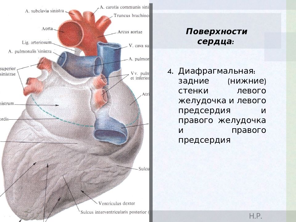 Стенки желудочков сердца. Функциональная анатомия сердца. Диафрагмальная поверхность сердца. Диафрагмальная поверхность сердца анатомические образования на ней. Различают поверхности сердца диафрагмальная.