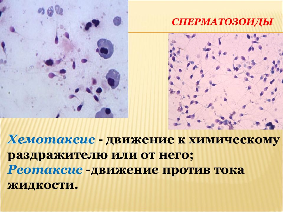 Наблюдение за хемотаксисом. Хемотаксис сперматозоидов. Движение спермиев против тока жидкости. Реотаксис спермиев. Хемотаксис-это способность сперматозоидов к:.