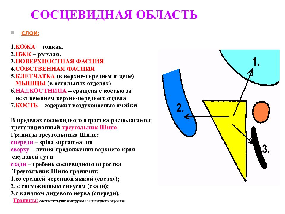 Треугольник шито. Сосцевидная область треугольник шипо. Область сосцевидного отростка топографическая анатомия. Топографическая анатомия сосцевидной области, треугольник шипо. Треугольник шипо квадранты.