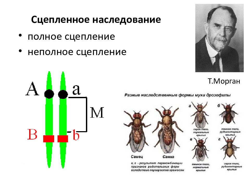 Закон моргана презентация 10 класс