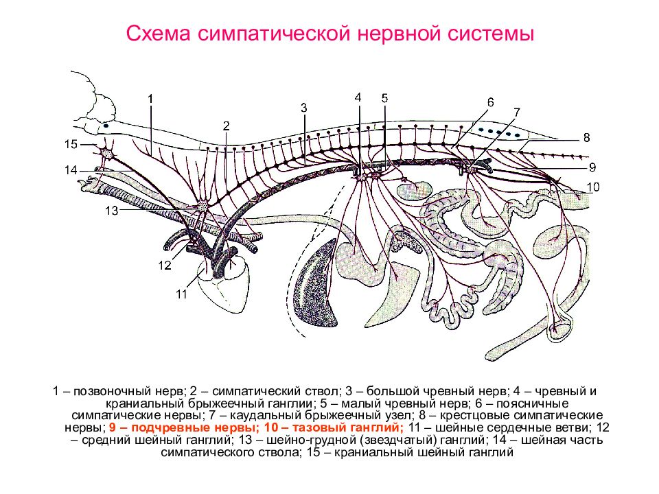 Картинки нервная система животных