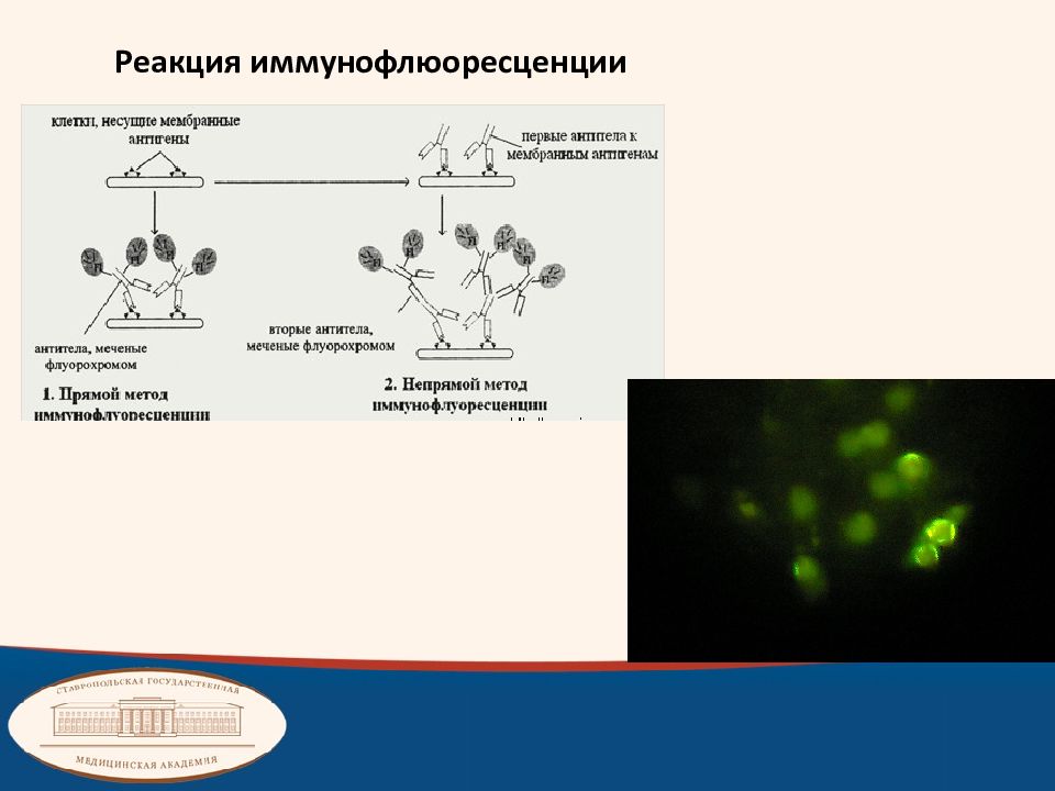 Схема реакции иммунофлюоресценции