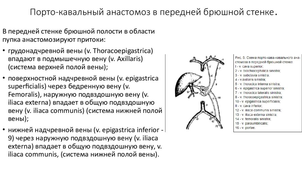 Кава портальные анастомозы. Кава кавальные и портокавальные анастомозы таблица. Портокавальный анастомоз в забрюшинном пространстве. Портокавальные анастомозы брюшной полости. Порто-кавальный анастомоз на передней брюшной.