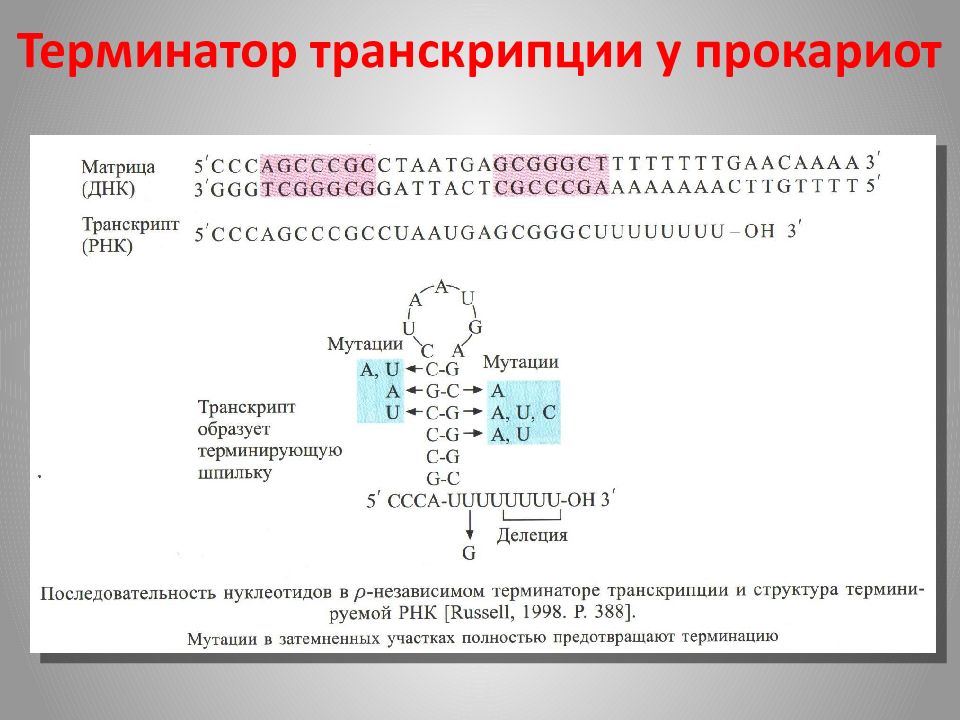 Палиндром биология. Терминатор транскрипции. Терминатор транскрипции прокариот. Транскрипция ДНК У прокариот. Структура Терминатора прокариот.