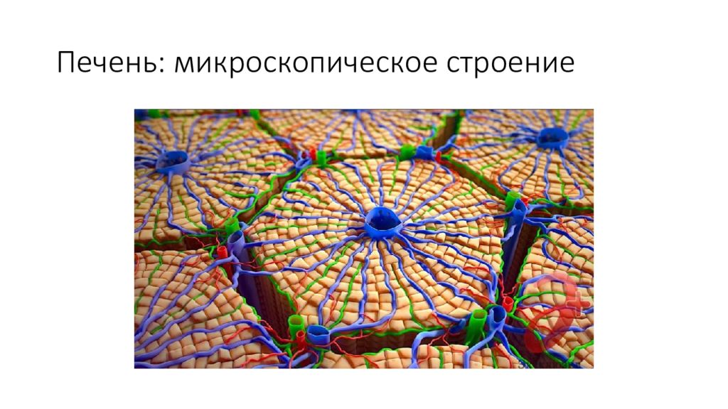 Микроскопическое строение печени