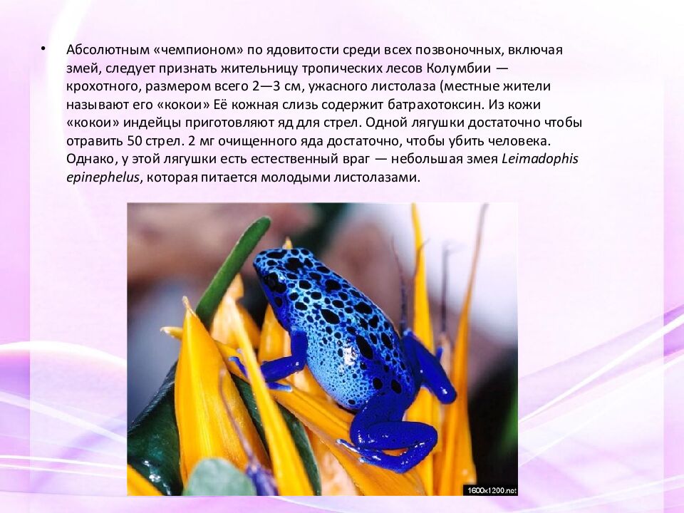 Классная работа Тема: МНОГООБРАЗИЕ И ЗНАЧЕНИЕ ЗЕМНОВОДНЫХ «Лягушкам только