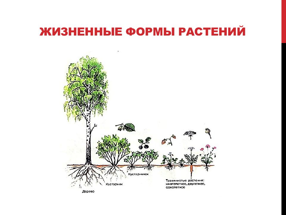 Жизненные формы растений и животных презентация