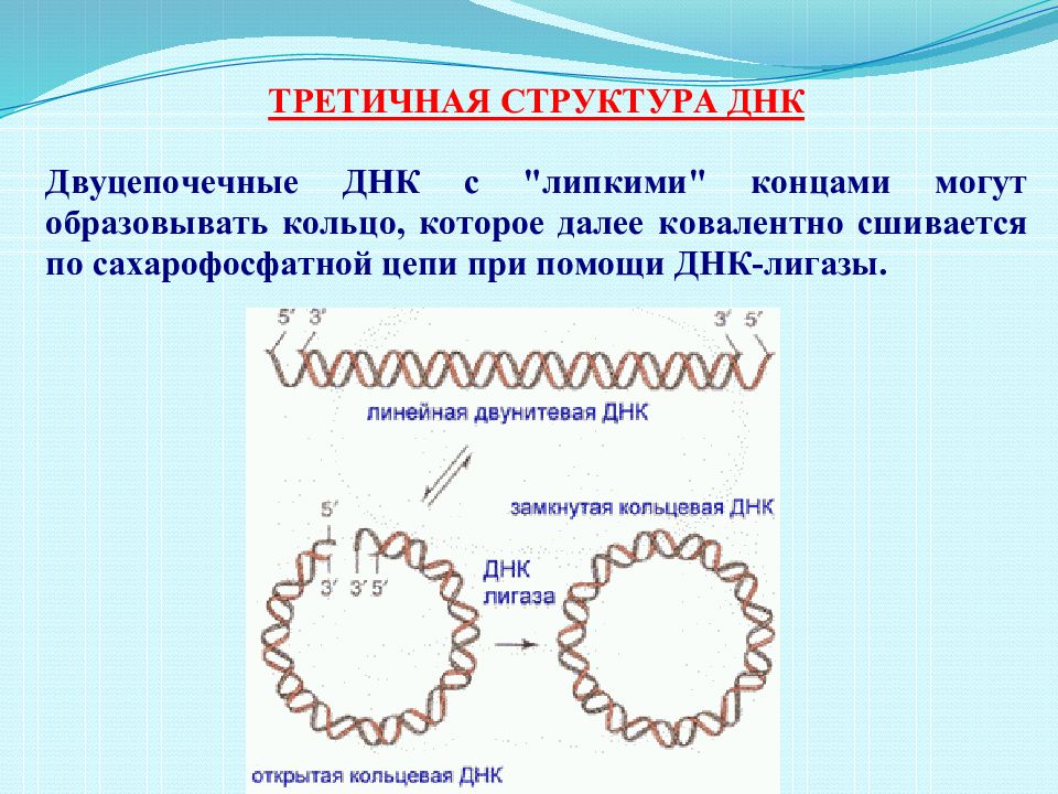 Прокариоты кольцевая днк. Третичная структура ДНК. Кольцевая ДНК. Первичная вторичная и третичная структура ДНК. Линейная структура ДНК.