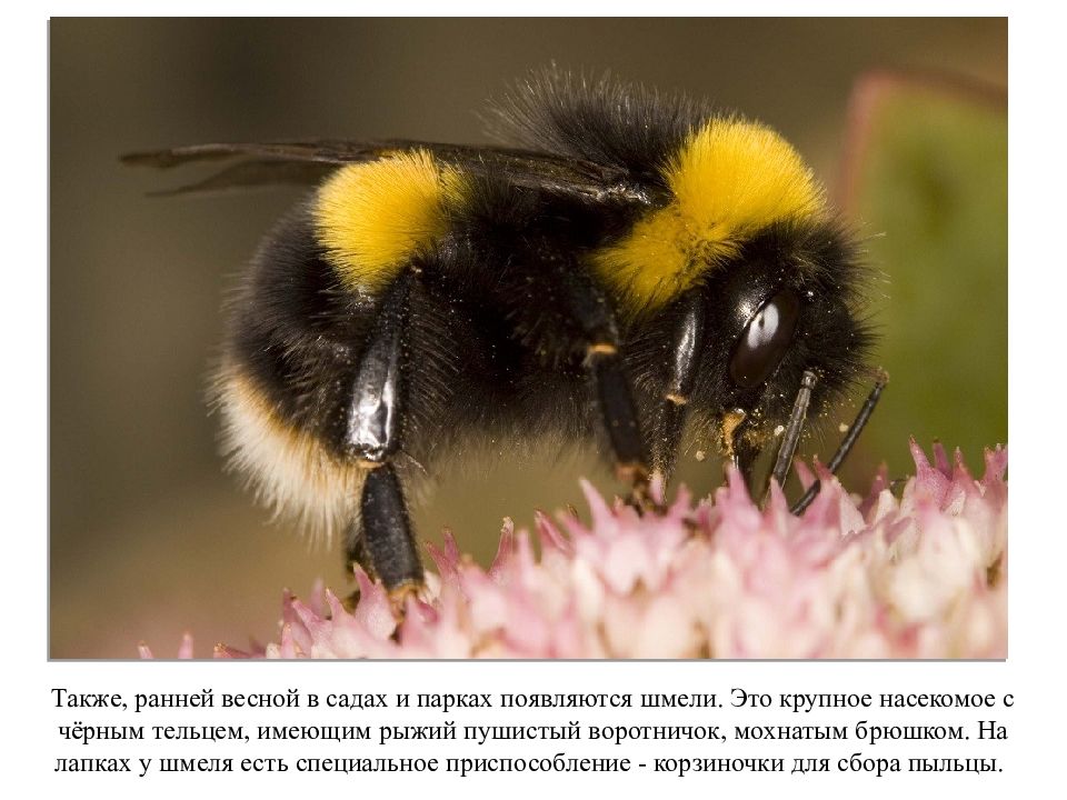 Фото шмеля. Bombus terrestris. Шмель Bombus arisi. Bombus zonatus. Bombus semenoviellus.