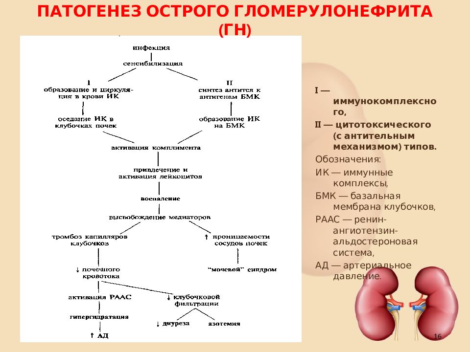 Патофизиология почек презентация