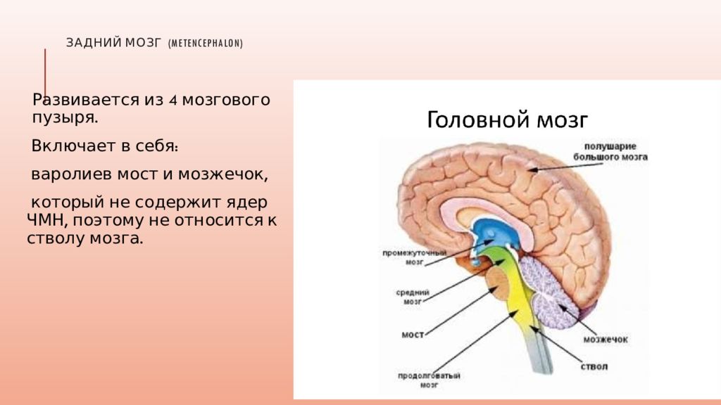 Нервная система человека отделы головного мозга. Ствол мозга, мозжечок и большие полушария. Какие отделы головного мозга образуют ствол мозга?. Строение заднего мозга кратко. Функции выполняют отделы ствола мозг
