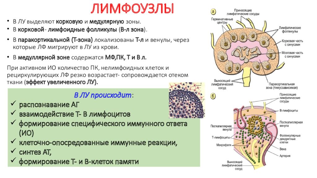 Селезенка лимфоциты. Строение фолликула лимфатического узла. Строение фолликула лимфоузла. Состав фолликулов лимфатического узла клетки. Строение лимфатического узла иммунология.