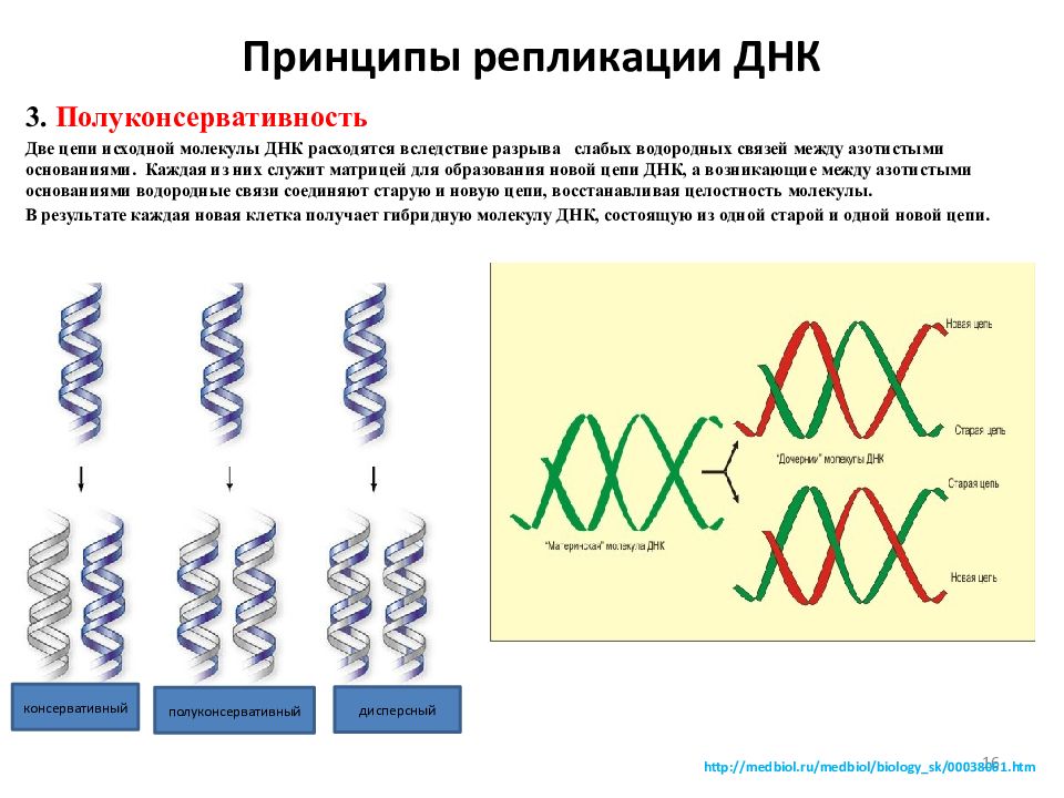 Какой процесс происходящий с генетической информацией клетки изображен на схеме