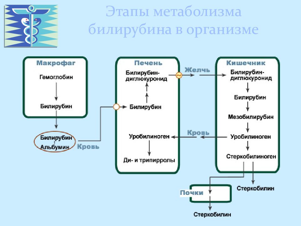 Схема образования желчных пигментов биохимия