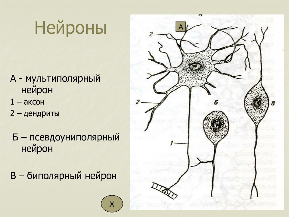 Мультиполярный нейрон рисунок