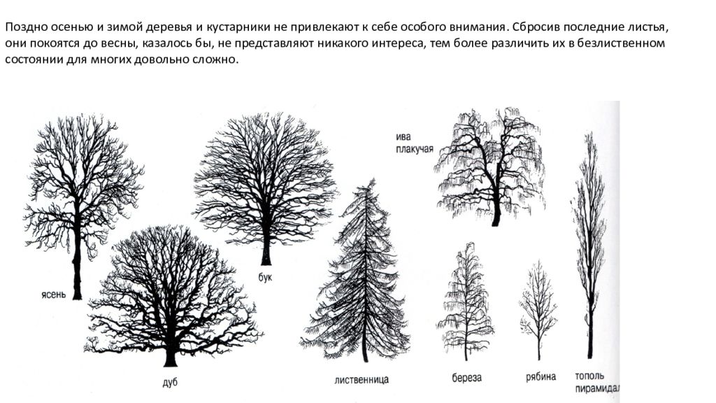 Распознавание кустов по фото