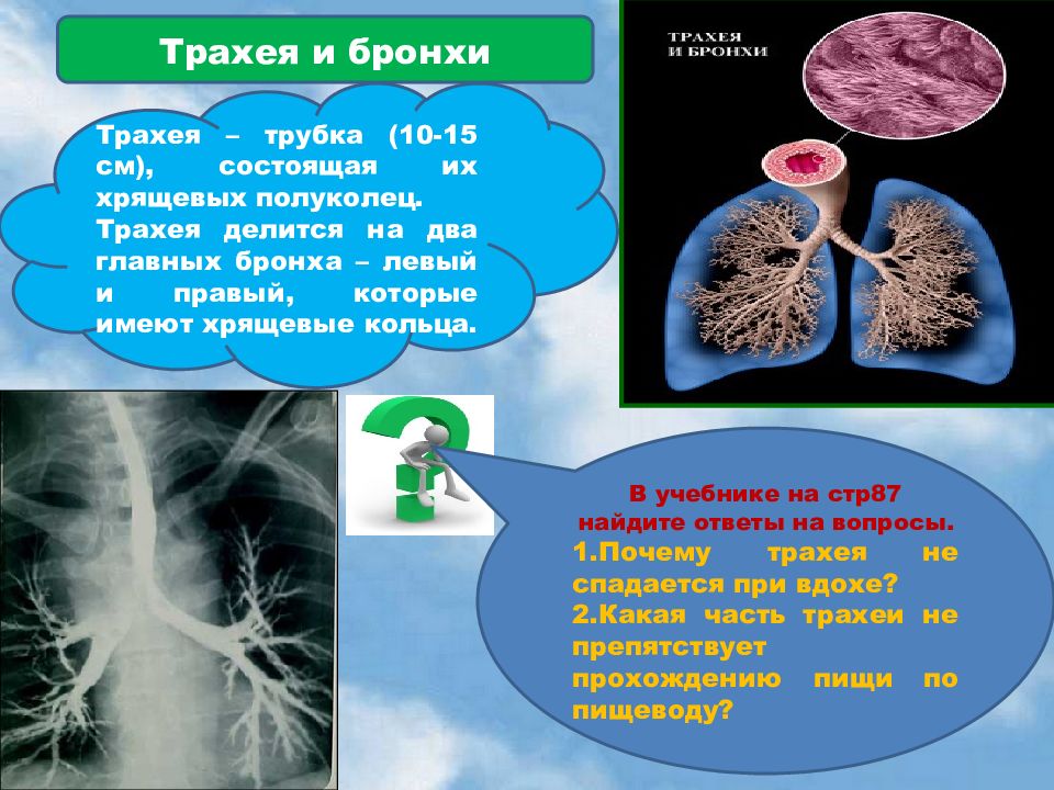 Бронхи хрящевые. Трахея и бронхи полукольца. Почему трахея не спадается. Трахея имеет хрящевые полукольца. Бронхи состоят из хрящевых колец которые защищают их от чего.