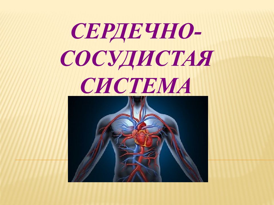 Сердечно сосудистая система кратко презентация