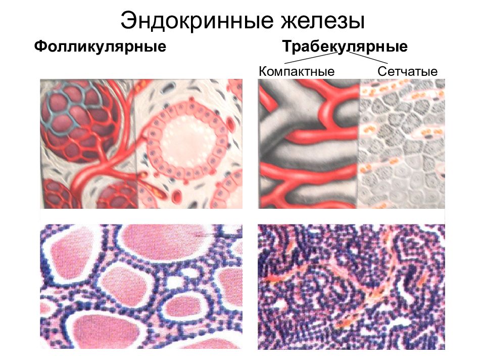 Фолликулярная железа. Эндокринная железа фолликулярного типа. Железистый эпителий эндокринные железы. Эндокринные железы гистология. Фолликулярные эндокриноциты гистология.