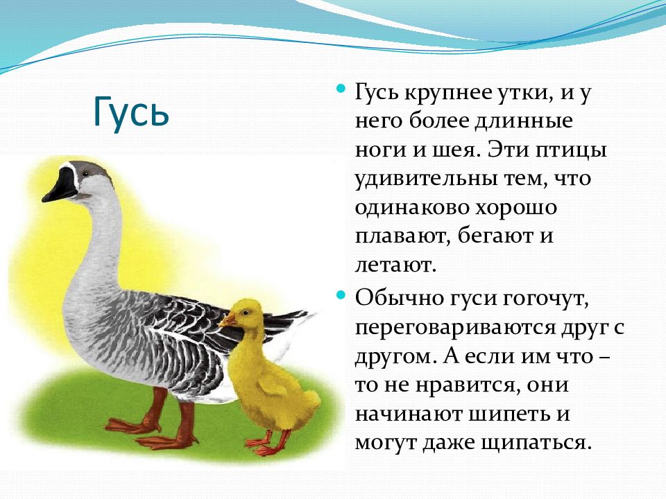 Футболист гусь 5 букв