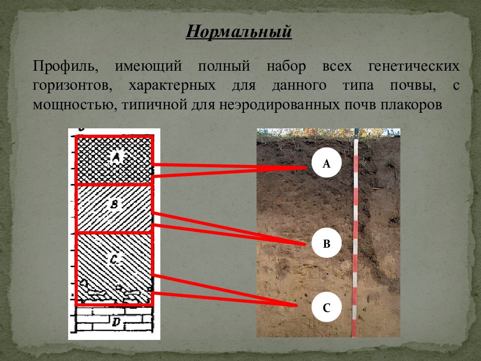 Горизонты почвы. Типы строения почвенного профиля. Схема строения почвенного профиля. Обобщенная схема почвенного профиля. Схема описания почвенного профиля.