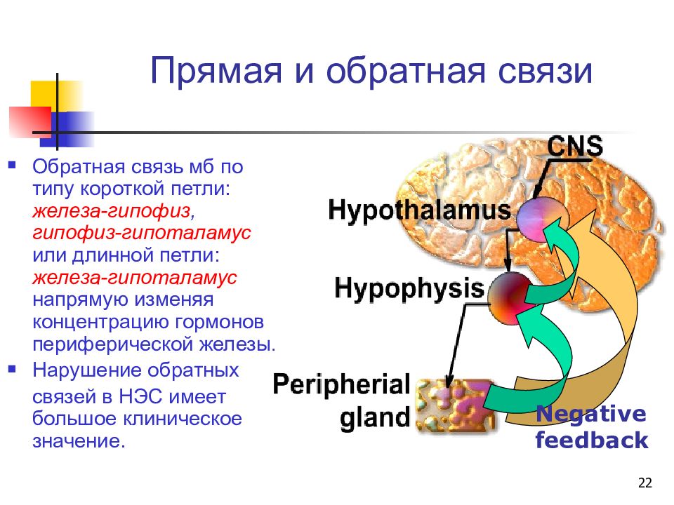 Принцип обратной связи гормонов гипофиза
