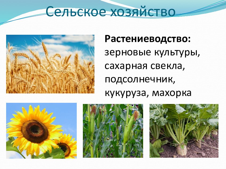 Сахарные культуры презентация