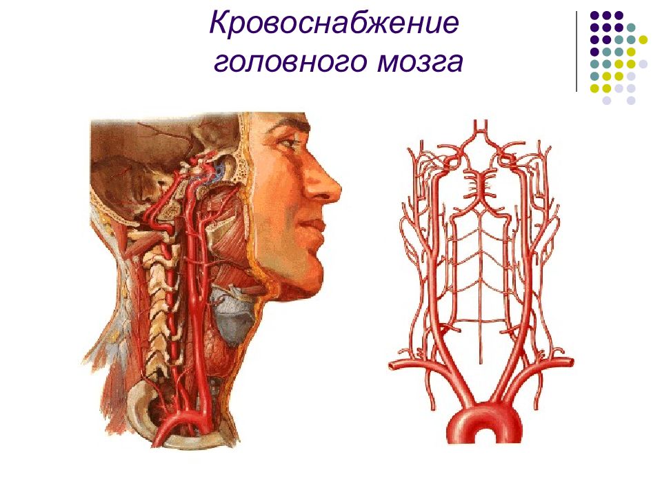 Сосуды головного мозга и шеи анатомия. Артерии и сосуды головного мозга. Крупные сосуды головы. Крупные сосуды головы и шеи.