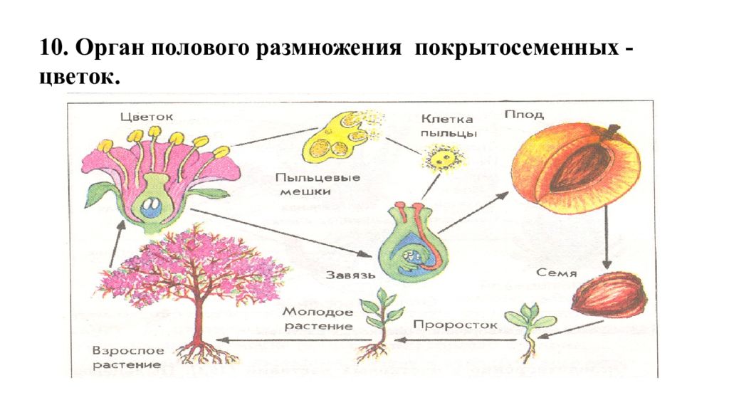 Генеративный цикл. Схема полового размножения цветковых растений. Размножение цветковых растений схема. Половое размножение покрытосеменных растений. Размножение покрытосеменных растений схема.