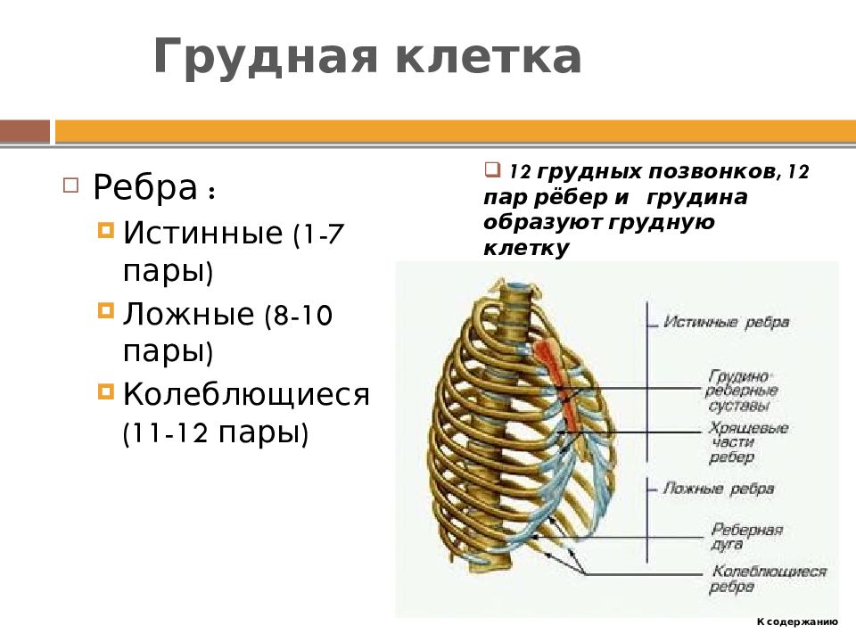 Грудная состоит из. Строение грудины и рёбер, грудная клетка анатомия. Строение грудной клетки сбоку. Грудная клетка 12 пар ребер,Грудина,12 грудных позвонков. Истинные ложные и колеблющиеся ребра на грудной клетке.